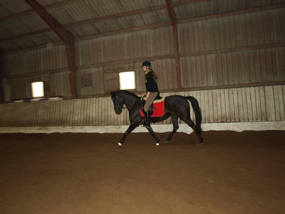 Anden særlig race Beauty - forsøger med en MEGET let øgning!!! billede 8