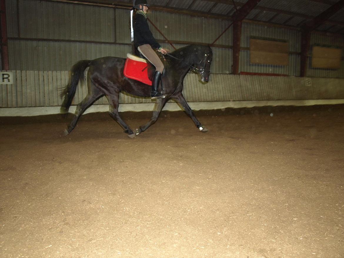 Anden særlig race Beauty - og igen ;) billede 10