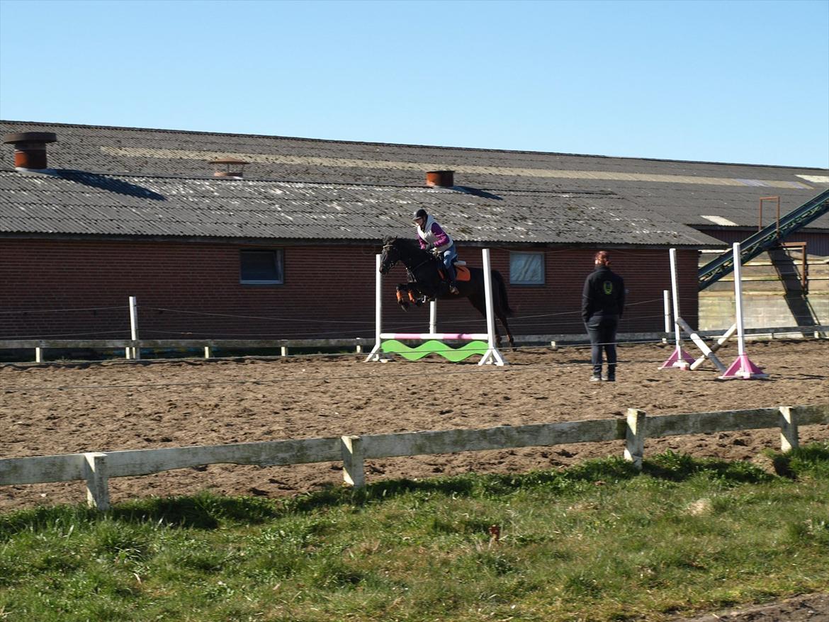 Anden særlig race Beauty - Så spinger hesten, bare med en smugle overspring :P billede 12