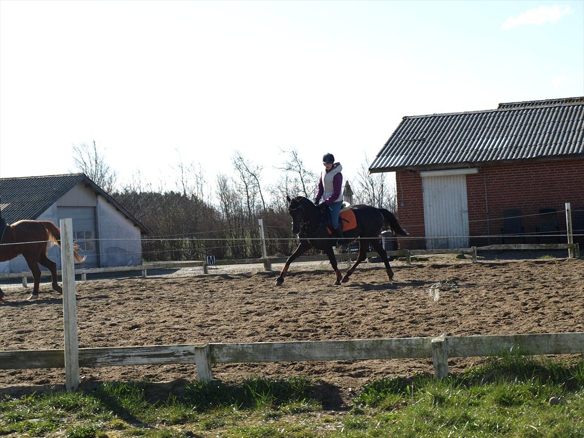 Anden særlig race Beauty - trav, med flotte benløft :D billede 14