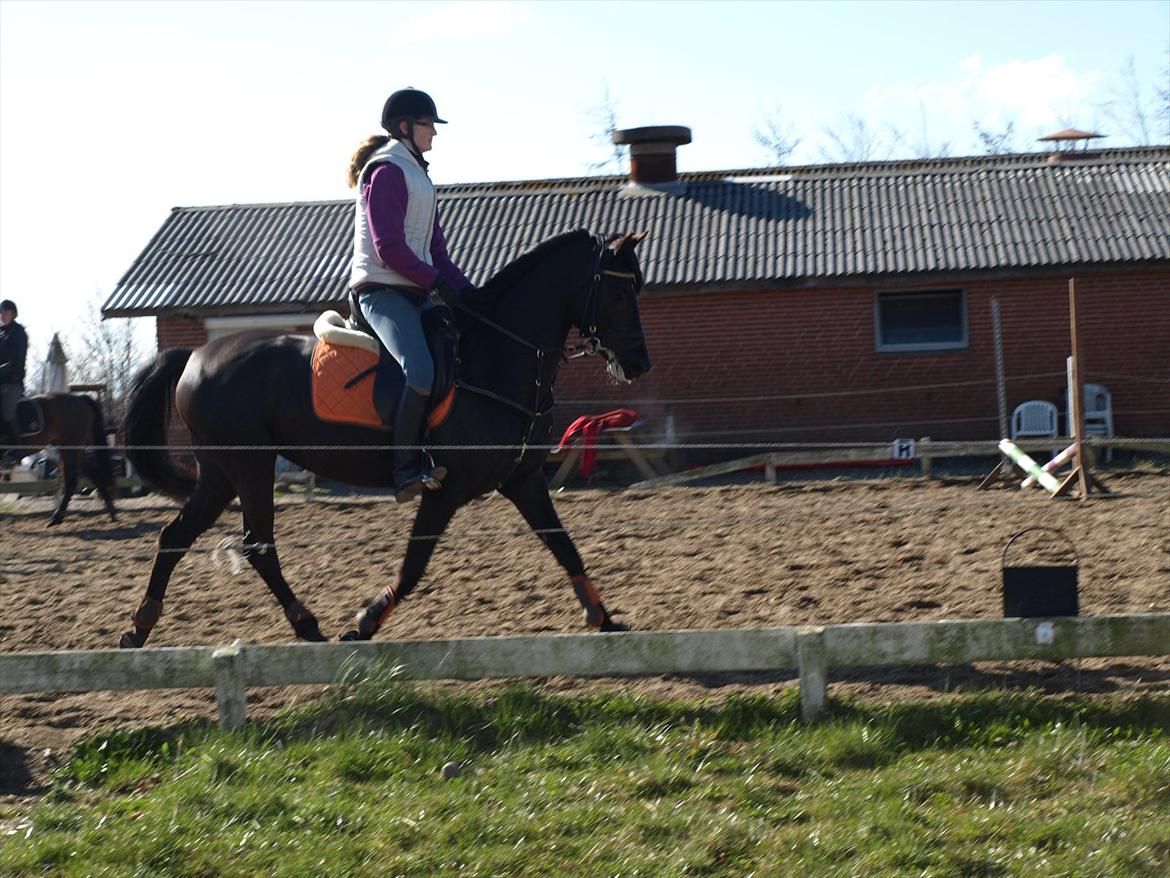 Anden særlig race Beauty - Vi traver hen til springet billede 15