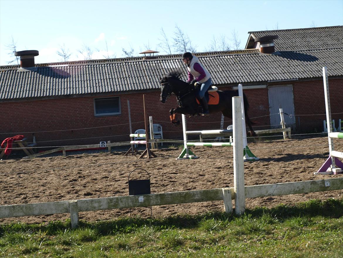 Anden særlig race Beauty - Hop sagde det, den lille pony kan jo sagtens :D billede 17