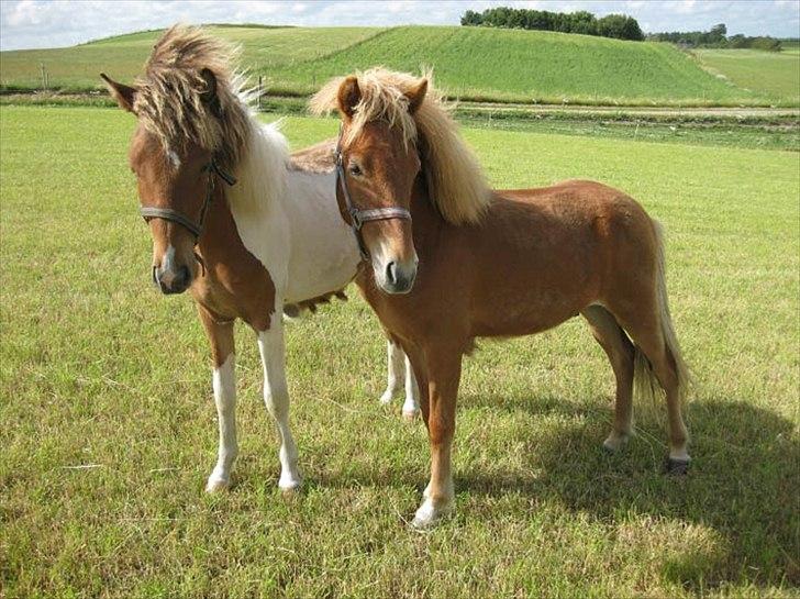 Islænder Glenur fra Langdal DK2009100584  - Sommer :D  billede 1