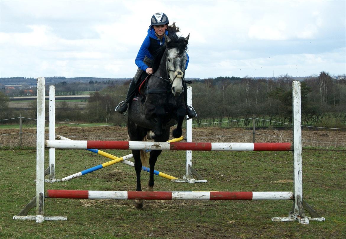 Dansk Varmblod Amona - Amona & jeg springer.. 15-04-2012!<3  billede 17