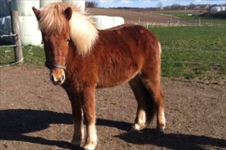 Islænder Glenur fra Langdal DK2009100584  - Jeg vil gerne på sommmergræs nu :P billede 2