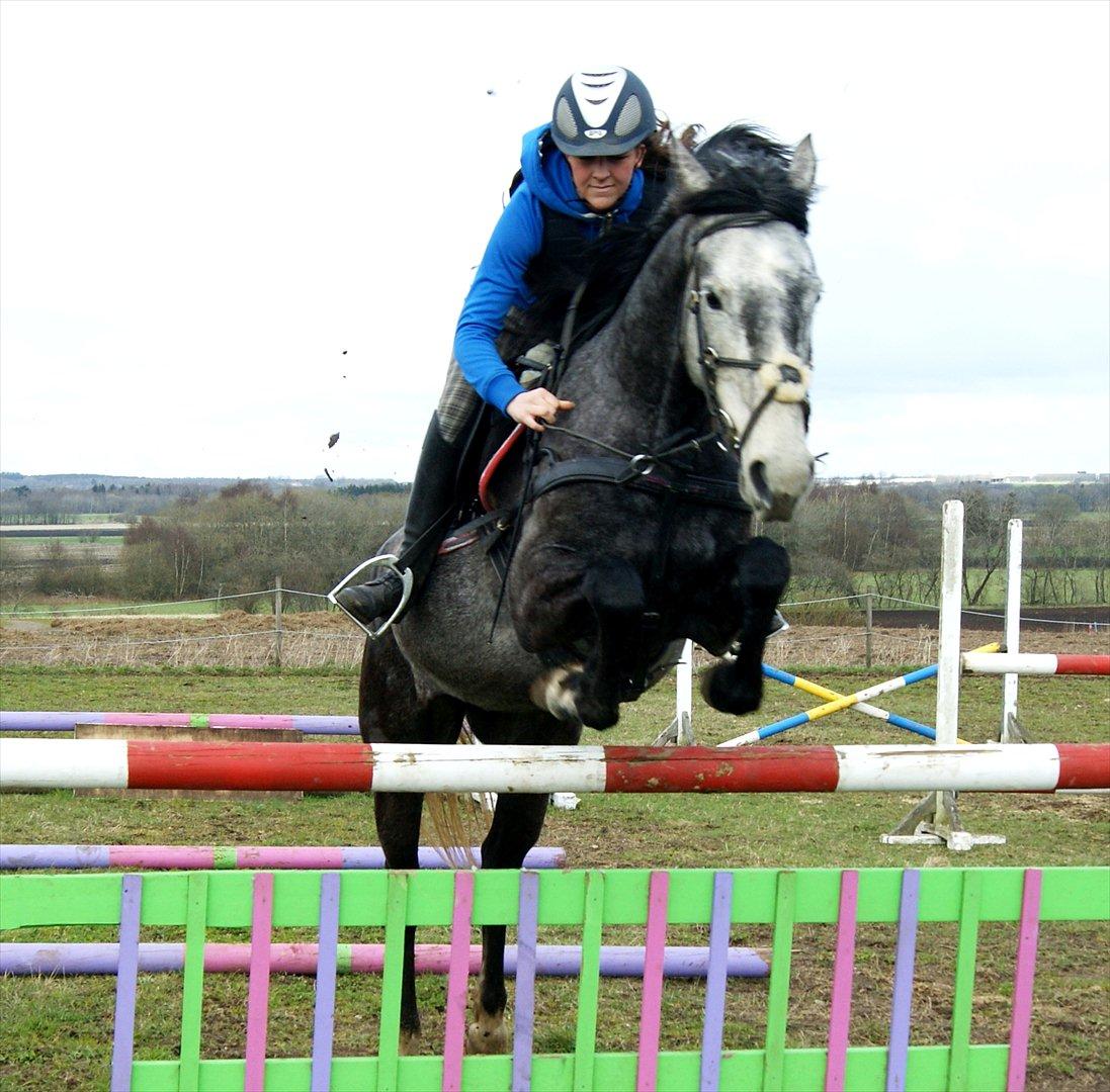 Dansk Varmblod Amona - Amona & jeg springer.. 15-04-2012!<3  billede 9