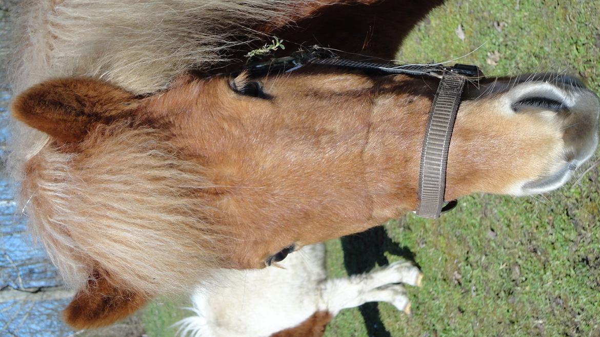 Islænder Glenur fra Langdal DK2009100584  - Halløj billede 3