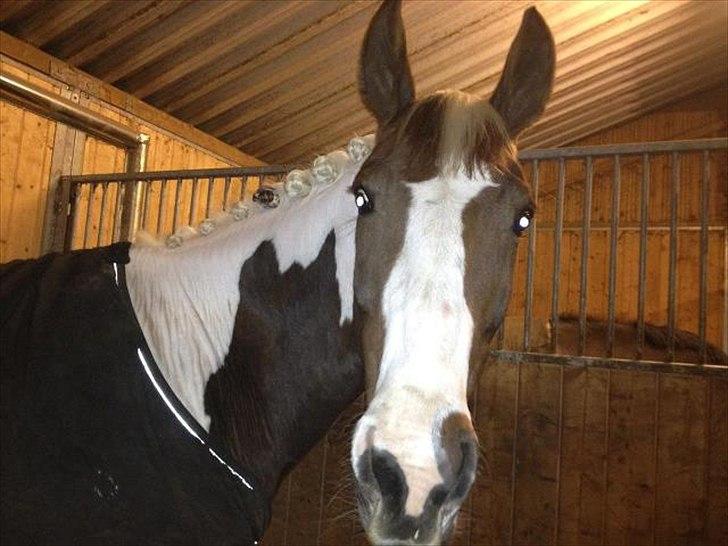 Pinto ZENIA  billede 20