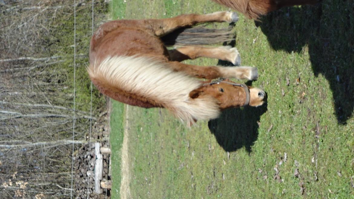 Islænder Glenur fra Langdal DK2009100584  - Efter en dejlig rulle tur med tøserne :)  billede 4