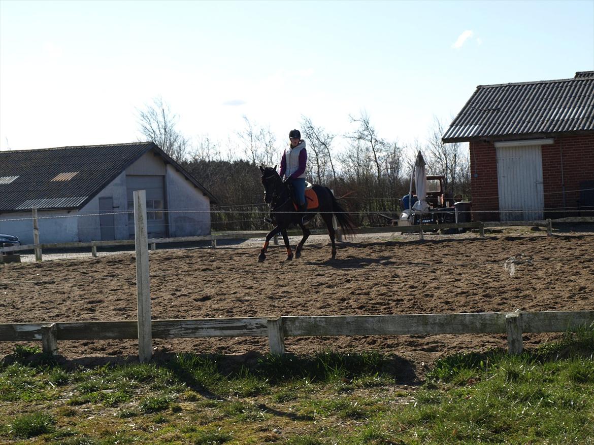 Anden særlig race Beauty - videre til næste spring :D billede 18