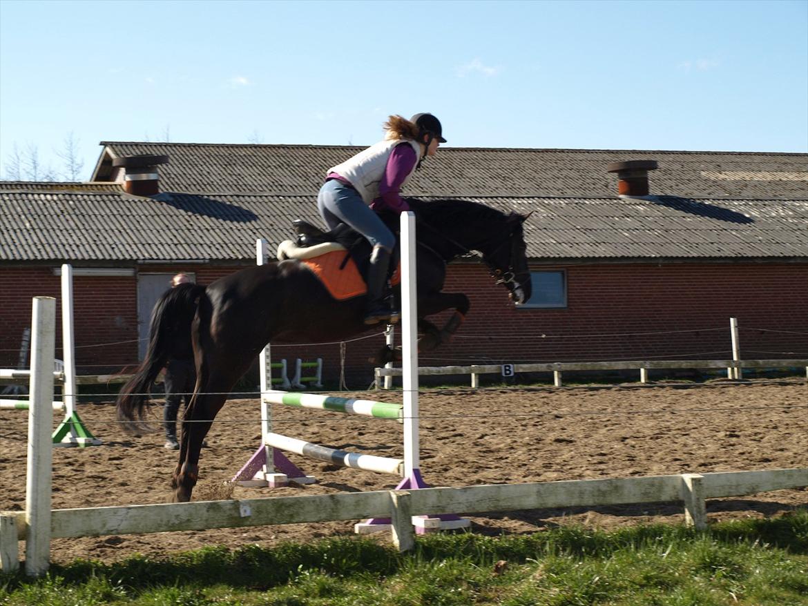 Anden særlig race Beauty - når ponyen flyver - det er MAGISK!! :D billede 19