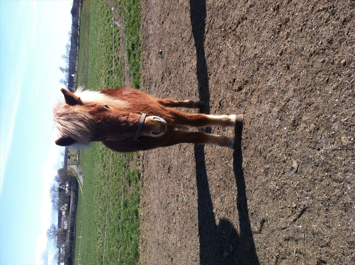 Islænder Glenur fra Langdal DK2009100584  billede 5