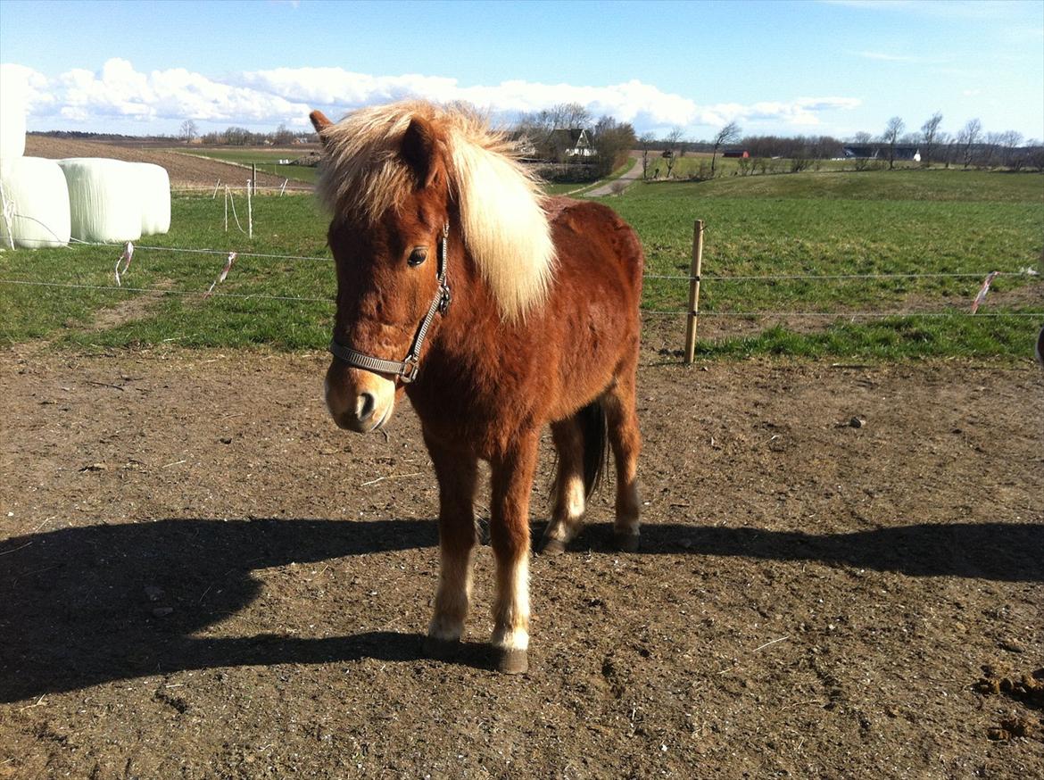 Islænder Glenur fra Langdal DK2009100584  billede 6