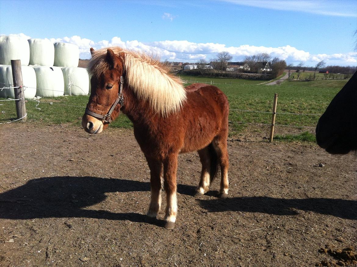 Islænder Glenur fra Langdal DK2009100584  billede 7