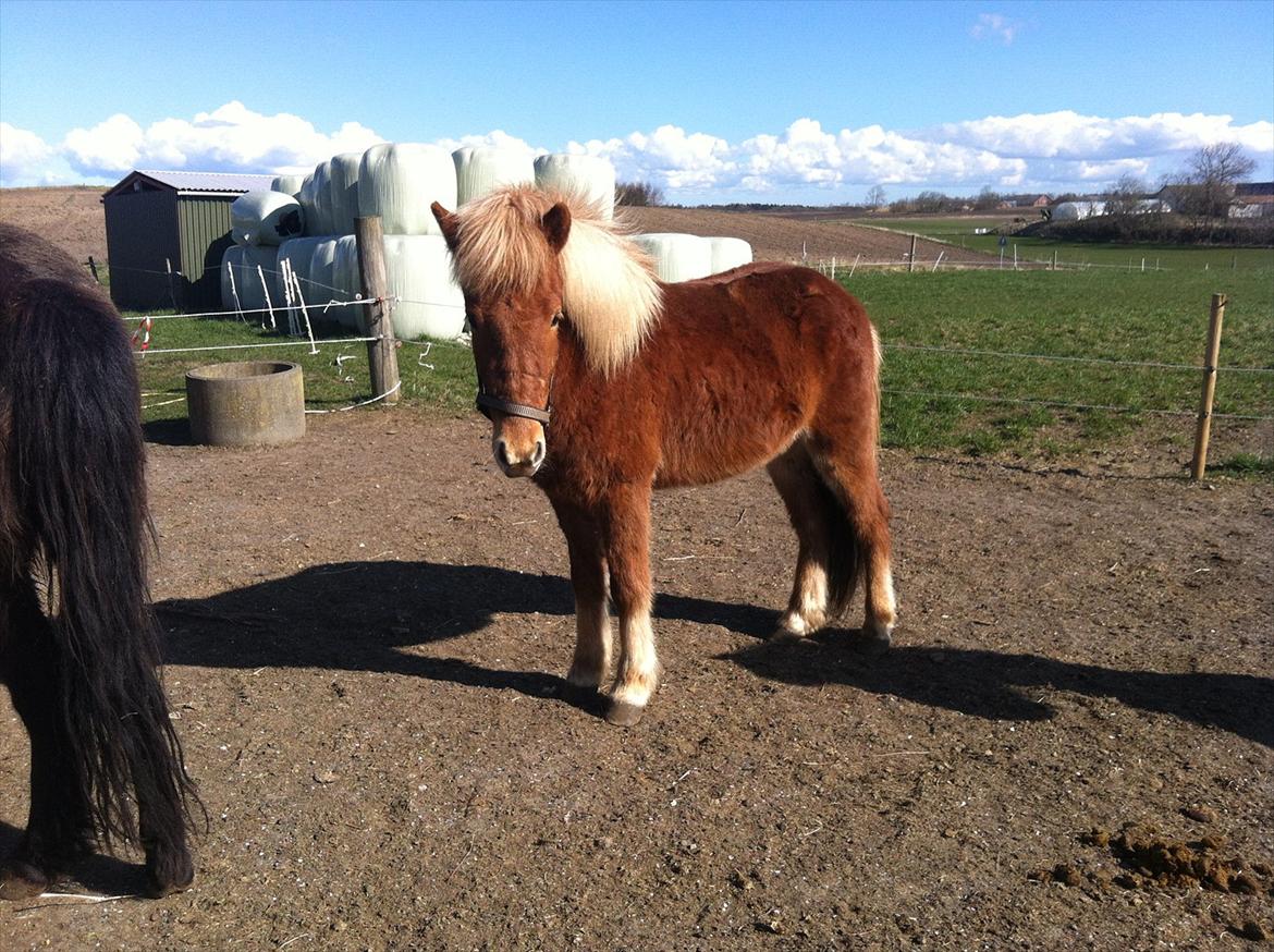 Islænder Glenur fra Langdal DK2009100584  billede 8