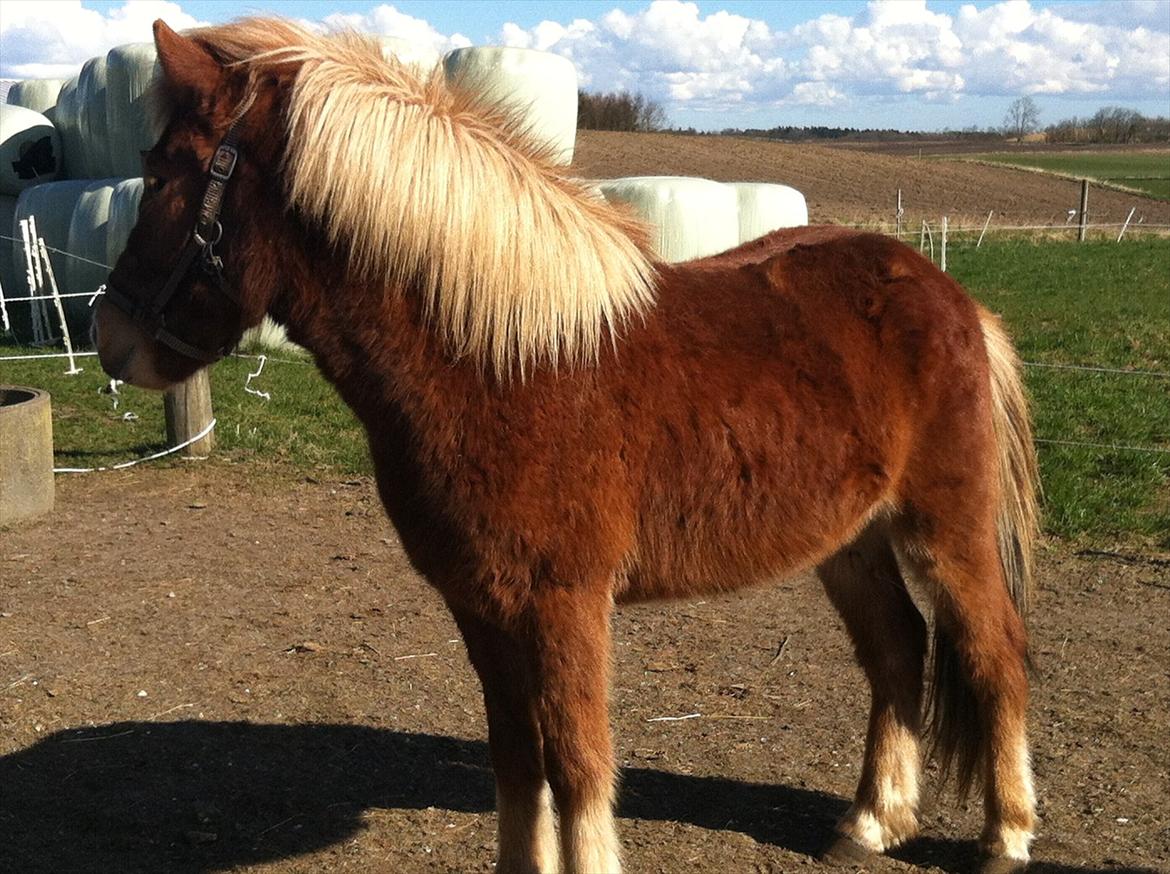 Islænder Glenur fra Langdal DK2009100584  billede 9