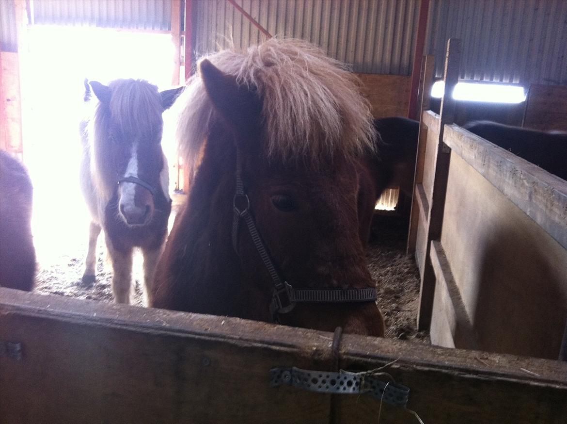 Islænder Glenur fra Langdal DK2009100584  billede 10