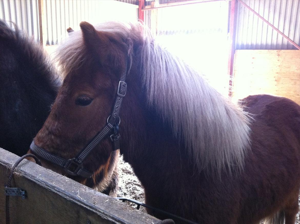 Islænder Glenur fra Langdal DK2009100584  billede 11