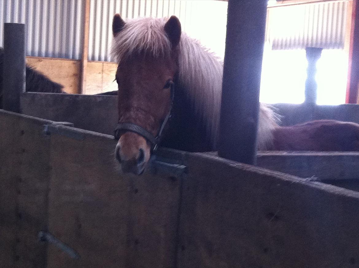 Islænder Glenur fra Langdal DK2009100584  billede 12