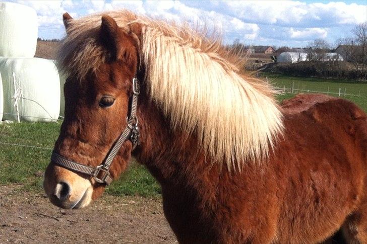 Islænder Glenur fra Langdal DK2009100584  billede 13