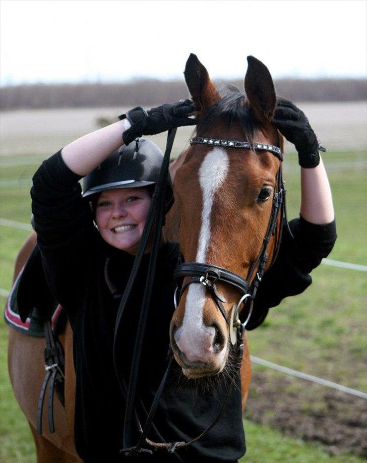 Dansk Varmblod Stokbroens rosita - 2013 billede 4