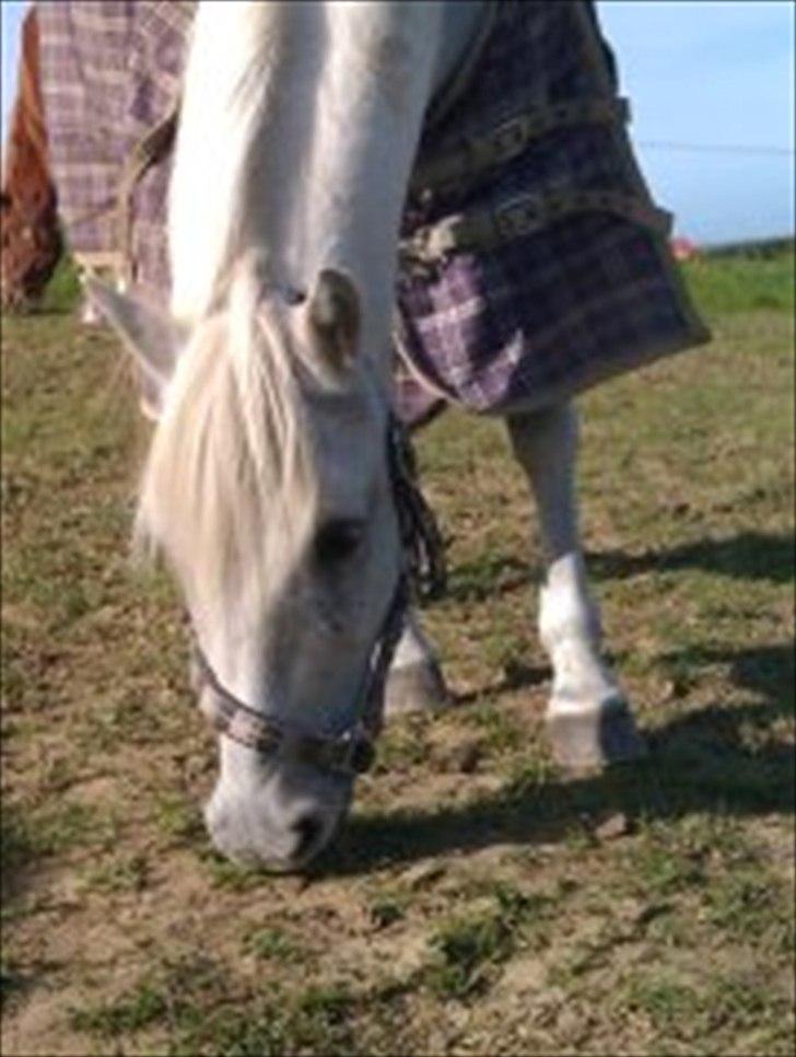 Anden særlig race Tøsen billede 4