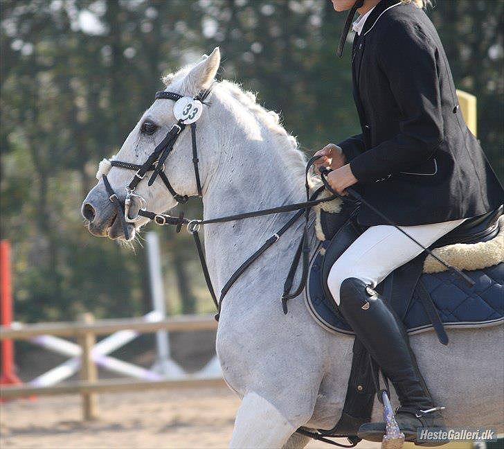 Anden særlig race Tøsen billede 3