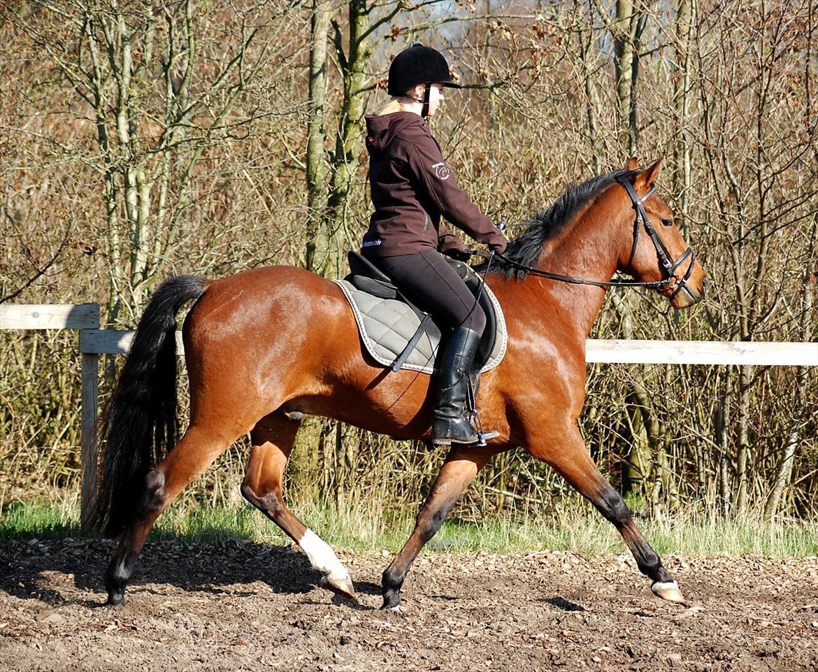 DSP BROWN COTTON NG - SOLGT - April 2012 billede 5