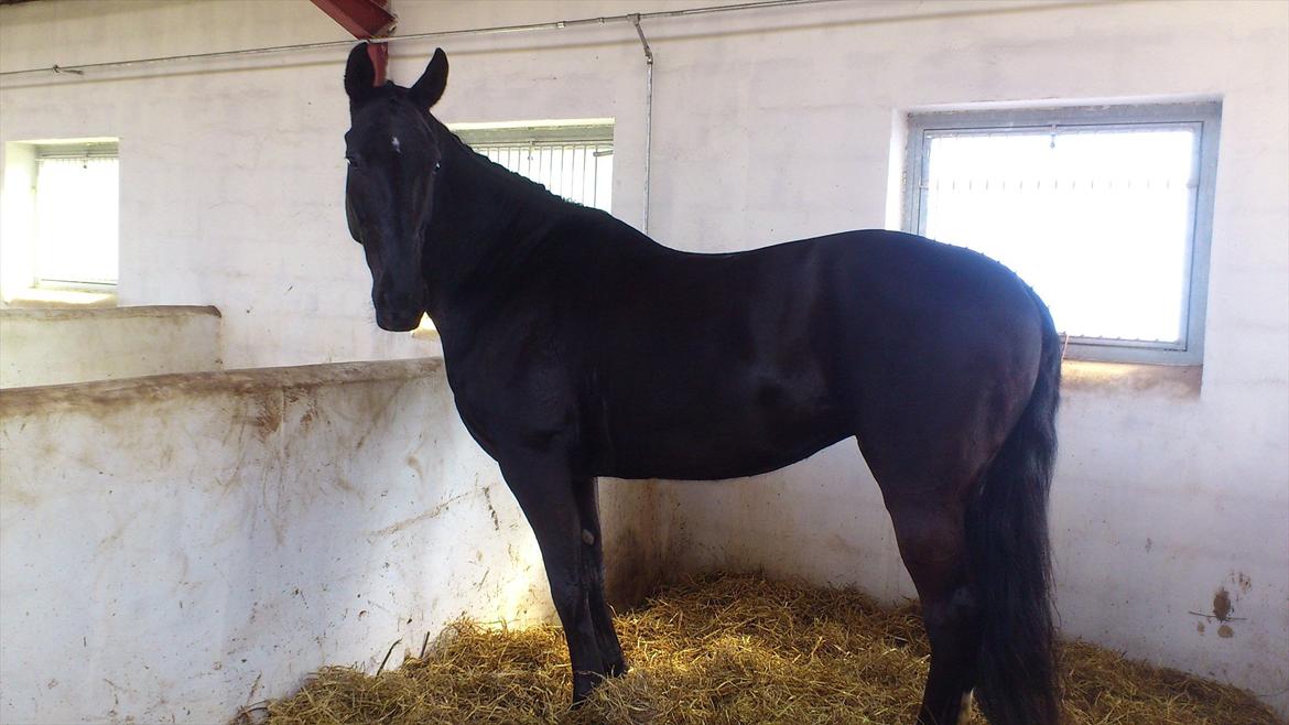 Dansk Varmblod Fruerlundens Rosita - Holmdruphuse 14. April 2012 billede 19