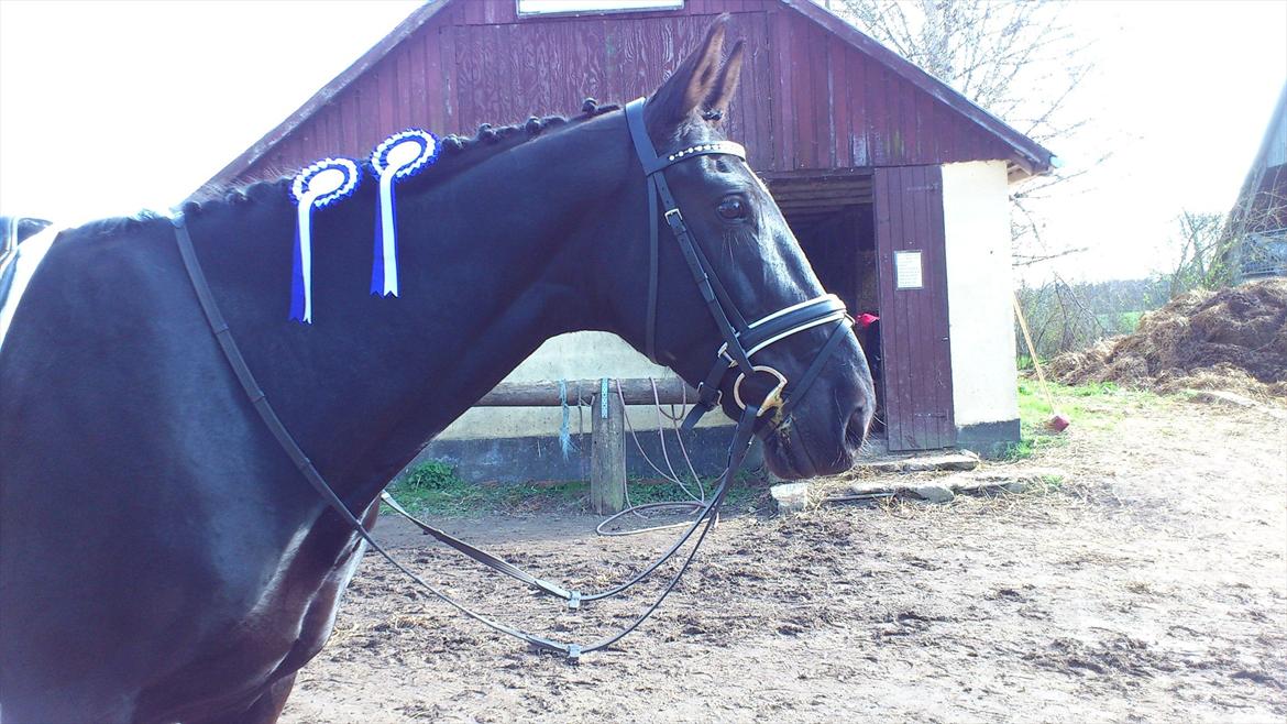 Dansk Varmblod Fruerlundens Rosita - Holmdruphuse 14. April 2012. 2. plads i LB3 og LA2 (debut i begge klasser) billede 20