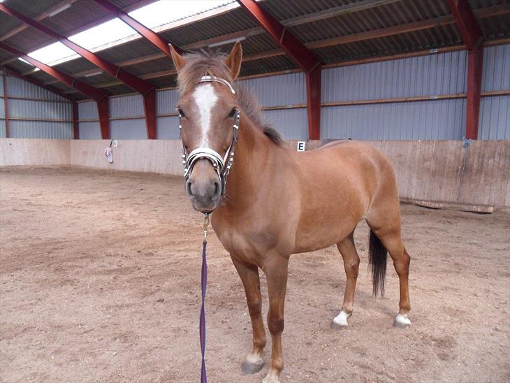 {{currentPhoto.altText}} billede {{currentPhoto.number}}