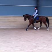 Dansk Varmblod Daisy Havemark