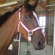 Dansk Varmblod Daisy Havemark