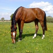 Dansk Varmblod Daisy Havemark