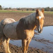 Anden særlig race Comet.<3