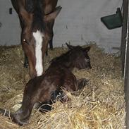 Dansk Varmblod Cording's Bodyguard