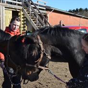 Hollandsk Sportspony Betje l Baby
