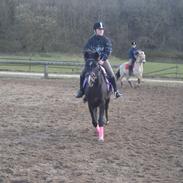 Hollandsk Sportspony Betje l Baby