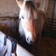 Fjordhest Laika á Jungshoved. *MIN PRINSESSE*