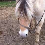 Fjordhest Laika á Jungshoved. *MIN PRINSESSE*