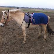 Fjordhest Laika á Jungshoved. *MIN PRINSESSE*