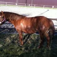 Anden særlig race Missy<3<3<3