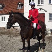 Fuldblod (XX) Tacanas (Barney)