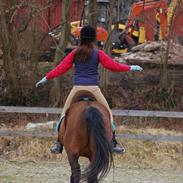 Dansk Varmblod Lakeisha