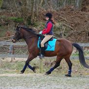 Dansk Varmblod Lakeisha