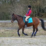 Dansk Varmblod Lakeisha