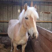 Haflinger Walmue