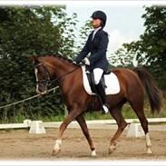 Welsh Cob (sec D) Lady Susanne