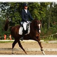 Welsh Cob (sec D) Lady Susanne