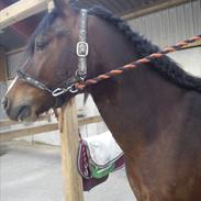 Welsh Pony af Cob-type (sec C) Connor